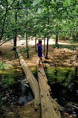 Tree bridge over dark water