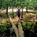 Tree bridge over dark water