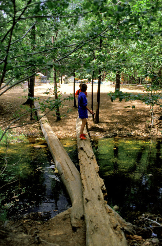 Tree bridge over dark water