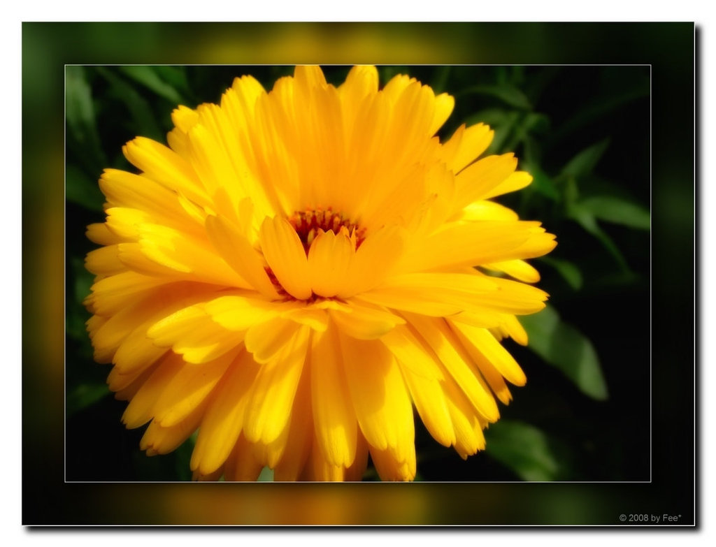 Marigold