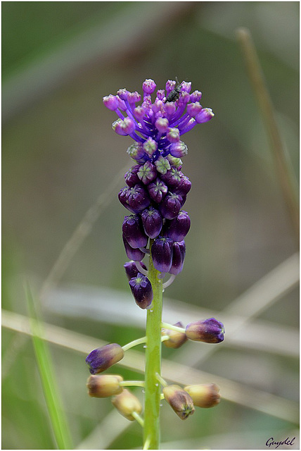 Muscari à toupet