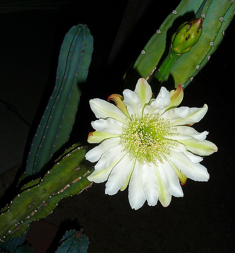 Cereus Bloom (0443)