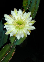 Cereus Bloom (0445)
