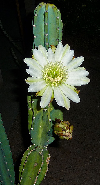 Cereus Bloom (0446)