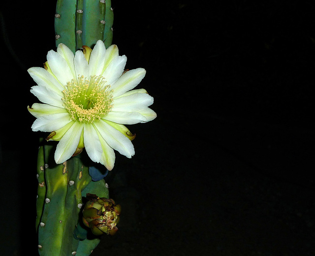 Cereus Bloom (0447)