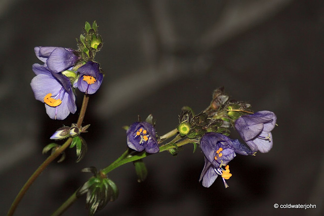 - and this perennial is called? Purple Rain/Jacob's Ladder/Polemonium Yezoense