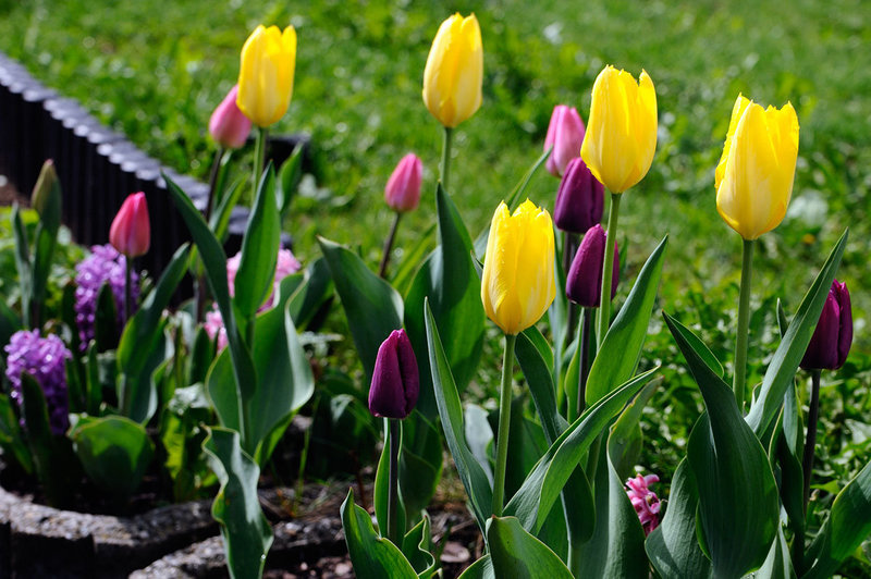 Endlich Frühling II