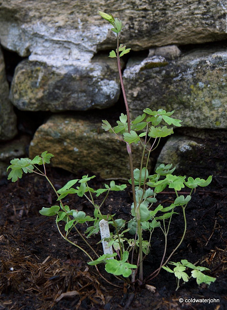 #2 Aquilegia Chrysantha Yellow Queen