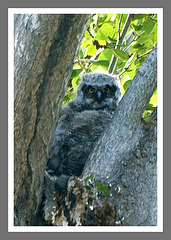 Baby owl, Oliver, BC
