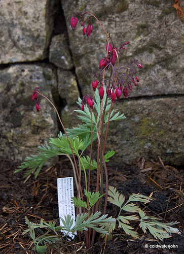 #4 Dicentra Formosa - Bacchanal - dusky crimson flowers