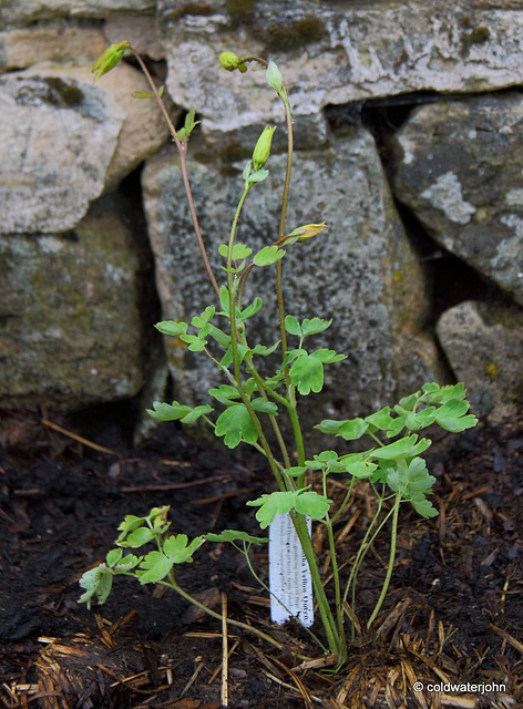 #5 Aqiuilegia Chrysantha Yellow Queen