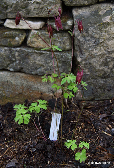 #6 Aquilegia Oxy Sepala - Burgundy and cream