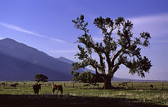 The Tree and the Horse