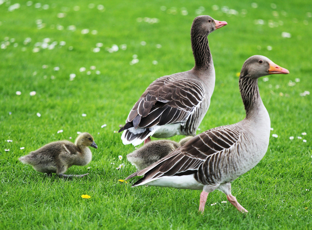 Familie Graugans