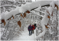 im Buchenwald bei Pulverschnee