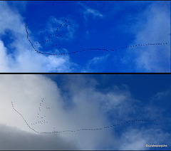 131 Geese heading for Findhorn Bay!