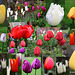 2011_04_211_tulip_collage