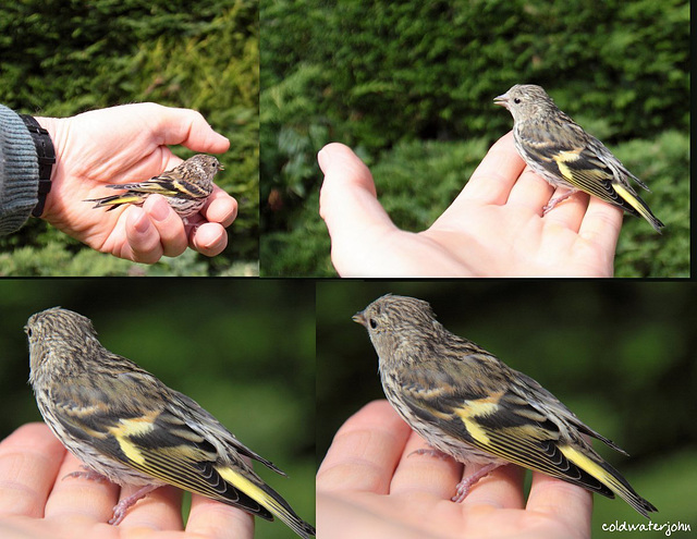 A bird in the hand...