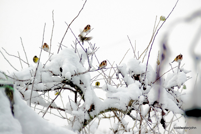 A charm of goldfinches in the plum tree 5221251154 o