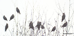 A flock of Scandinavian Waxwings