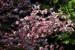 Cornus florida ' Rubra '