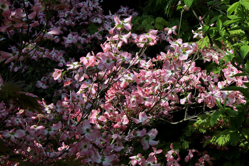 Cornus florida ' Rubra '