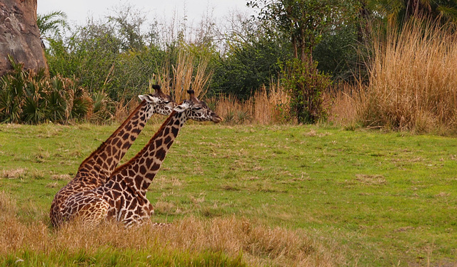 Disney Animal Kingdom