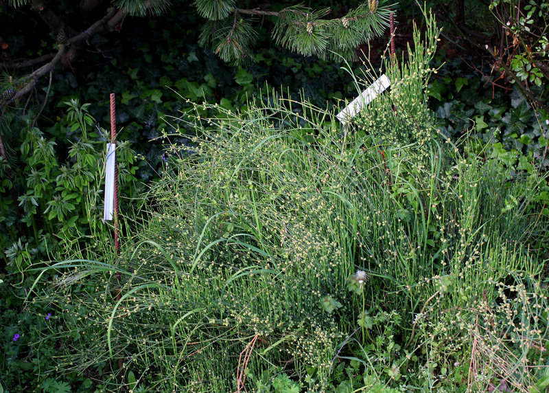 Ephedra distachya