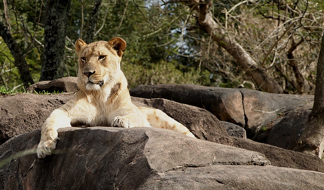 Disney Animal Kingdom