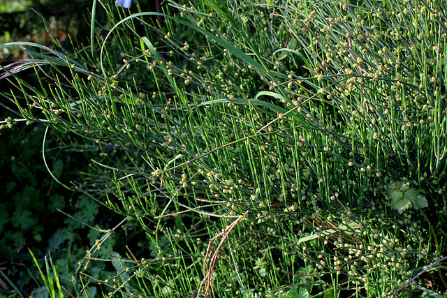 Ephedra distachya