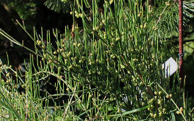 Ephedra distachya