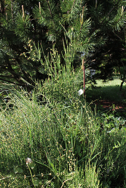 Ephedra distachya