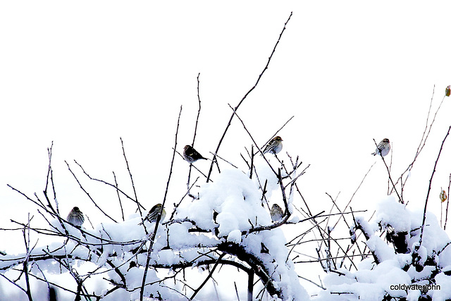 A "Trembling" of Siskins -The finch of the pine woods