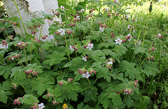 Geranium macrorrhizum 'Album '