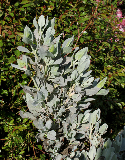 Halimium atriplicifolium