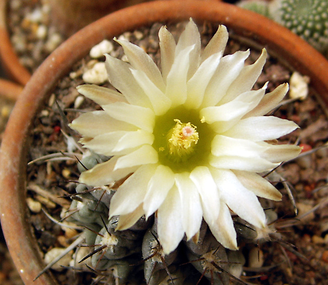 fleurs de mes cactus