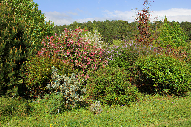 Bel ensemble avec Syringa en fleur