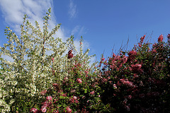 Prunus et Syringa