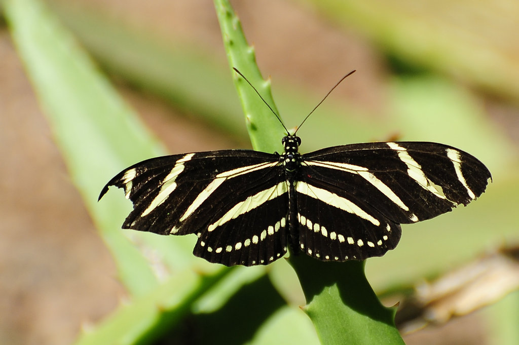 Botanischer Garten, Phoenix (AZ)