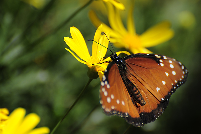 Botanischer Garten, Phoenix (AZ)