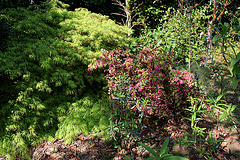 Loropetalum et Acer palmatum Loropetalum et Acer palmatum