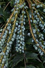 Mahonia x Charity