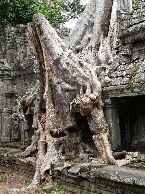 Tree Taking Over the Ruins