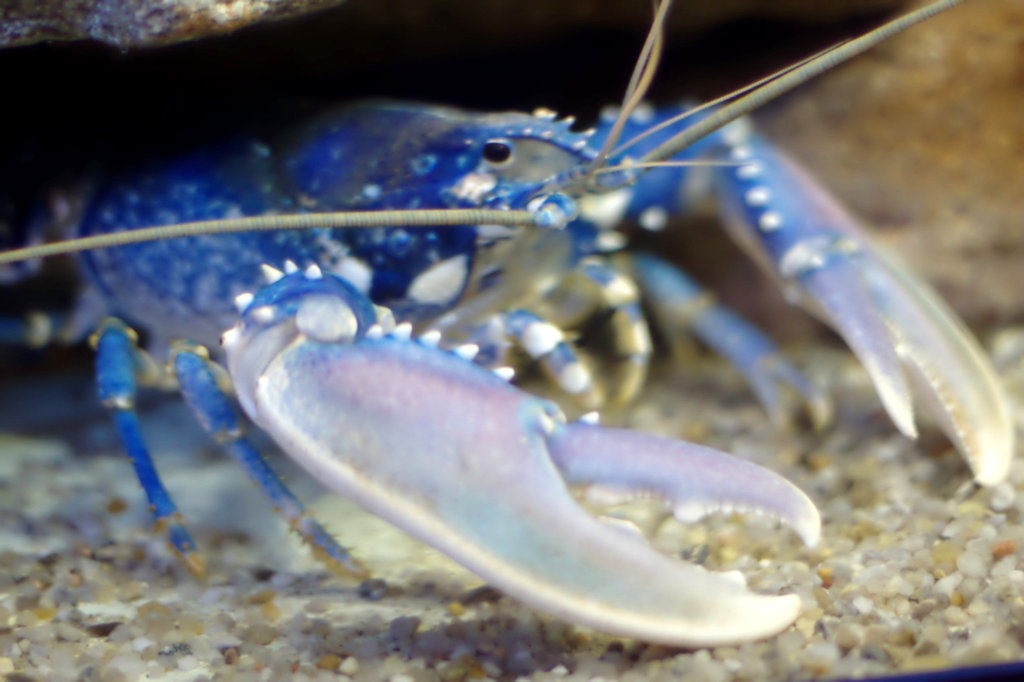Lobster (Homarus gammarus)