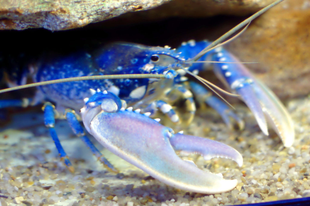 Lobster (Homarus gammarus)