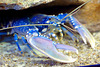 Lobster (Homarus gammarus)