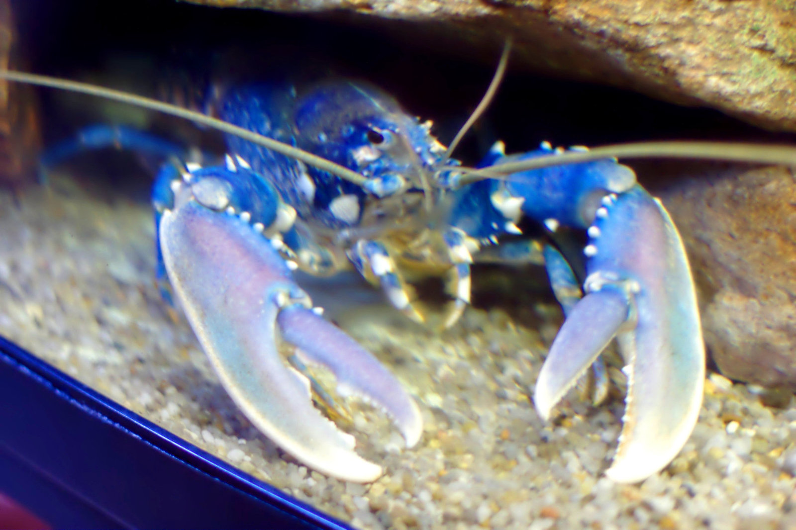 Lobster (Homarus gammarus)