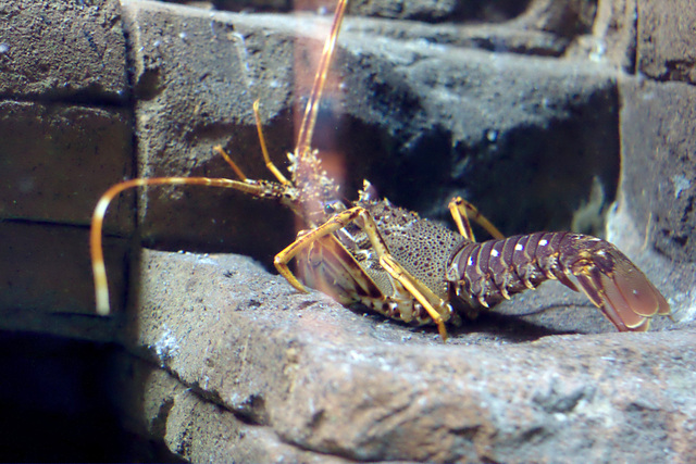 Spiny lobster