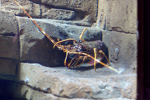 Spiny lobster