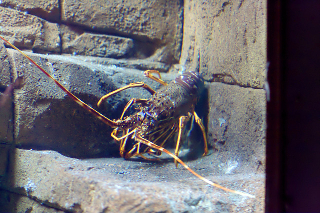 Spiny lobster